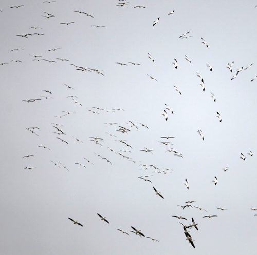 A squadron of Pelicans over the Red River in Morris, Manitoba. April 30, 2013  BORIS MINKEVICH / WINNIPEG FREE PRESS
