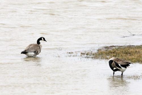 A pair of geese wait for the flooding Morris River to rise Morris, Manitoba. April 30, 2013  BORIS MINKEVICH / WINNIPEG FREE PRESS
