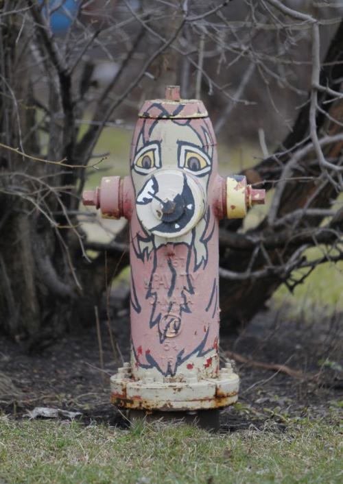 All but one fire hydrant is painted in Morris, Manitoba. Photo project. April 30, 2013  BORIS MINKEVICH / WINNIPEG FREE PRESS