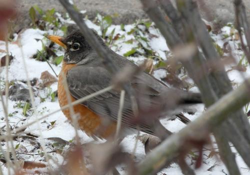 A robin hides in hedges in Lockport, Manitoba to get through the chilly Manitoba day todayStandup Photo- May 01, 2013   (JOE BRYKSA / WINNIPEG FREE PRESS)