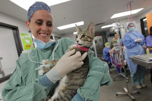 Veterinarian Dr. Melanie Youngs holds a cat in the pet hospital at the Humane Society. May 2, 2013  BORIS MINKEVICH / WINNIPEG FREE PRESS