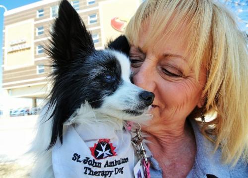 Janie Law with Score a 14-year-old Papillon who has been volunteering as a therapy dog for the last five years at the Grace Hospital.  130503 May 03, 2013 Mike Deal / Winnipeg Free Press