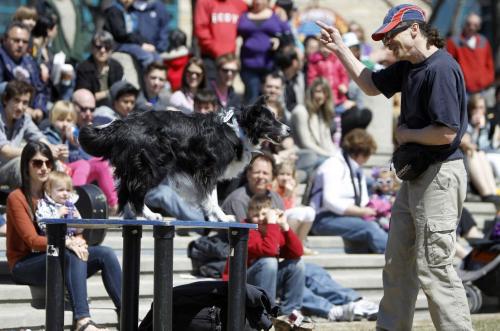 Steve Diamond performs with his border collies soon after getting his busking pass at The Forks, Saturday, May 4, 2013. (TREVOR HAGAN/WINNIPEG FREE PRESS)