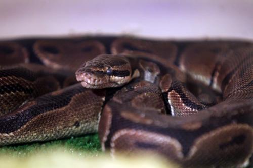 A snake lies peacefully in a heated enclosure at  City of Wpg Animal Services after being found in a dumpster Tuesday evening on Wellington Cresent. .See Story.  Photography Ruth Bonneville Ruth Bonneville /  Winnipeg Free Press)