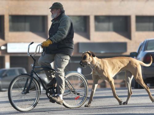 Emil Kucera walks his 1 year old  great dane named Roy on Deer Lodge Place Thursday morning in Winnipeg- May 09, 2013   (JOE BRYKSA / WINNIPEG FREE PRESS)