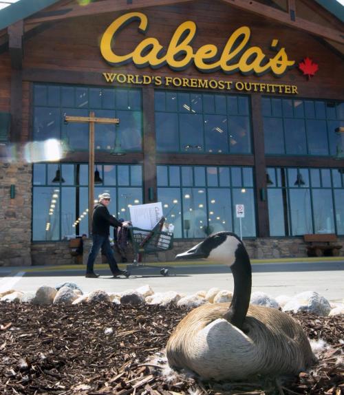 This Canada goose was brave setting up her nest at the front door of Cabellas new 72,000-square-foot building that opened in Winnipeg Thursday. The new store is  in the Seasons of Tuxedo retail development next to Ikea-Standup Photo- May 09, 2013   (JOE BRYKSA / WINNIPEG FREE PRESS)