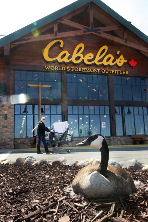 This Canada goose was brave setting up her nest at the front door of Cabellas new 72,000-square-foot building that opened in Winnipeg Thursday. The new store is  in the Seasons of Tuxedo retail development next to Ikea-Standup Photo- May 09, 2013   (JOE BRYKSA / WINNIPEG FREE PRESS)
