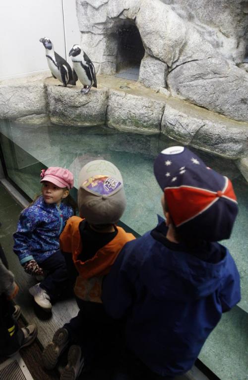LtoR  Siobhan Stewart age 5 , Owen Boychuk age 4 and Titus Stewart age 10  get first look at penguin exhibit - WITH VIDEO - Assiniboine Zoo Penguin Exhibit opens Friday , with 3 African black footed penguins named Tubbs , Sa, and Mooshu , a fourth will join the group at a later date . Ashley prest story  KEN GIGLIOTTI / May 10  2013 / WINNIPEG FREE PRESS