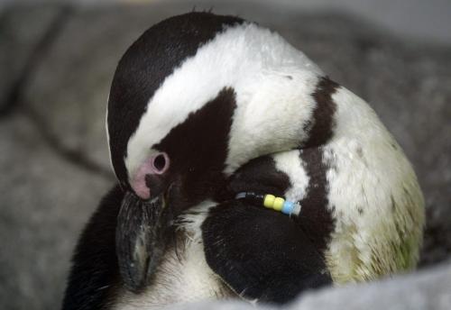 WITH VIDEO - Assiniboine Zoo Penguin Exhibit opens Friday , with 3 African black footed penguins named Tubbs , Sa, and Mooshu , a fourth will join the group at a later date . Ashley prest story  KEN GIGLIOTTI / May 10  2013 / WINNIPEG FREE PRESS