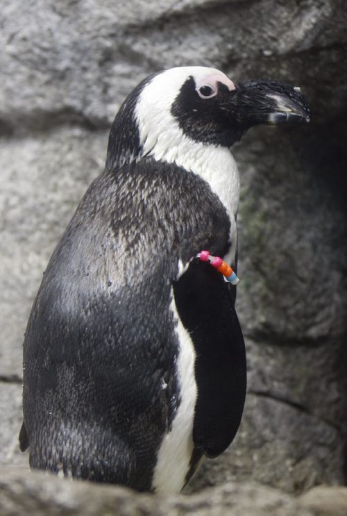 WITH VIDEO - Assiniboine Zoo Penguin Exhibit opens Friday , with 3 African black footed penguins named Tubbs , Sa, and Mooshu , a fourth will join the group at a later date . Ashley prest story  KEN GIGLIOTTI / May 10  2013 / WINNIPEG FREE PRESS
