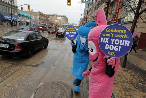 Two animal-rights activists dressed as giant condoms  one pink and one blue  and a PETA rep from Vancouver handed out animal birth control leaflets at a busy downtown intersection, the northeast corner of Portage Avenue and Edmonton Street. May 10, 2013  BORIS MINKEVICH / WINNIPEG FREE PRESS