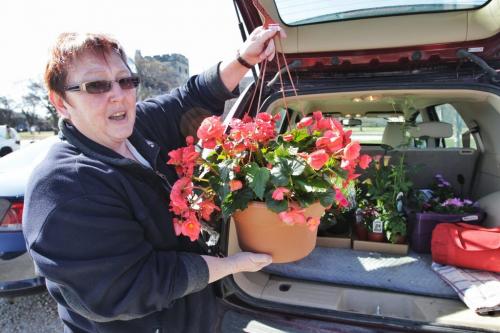 Gloria Kelly loads her car full of this years haul of plants from the annual Mother's Day Plant Sale being held at the CMU Shaftesbury campus.  130512 May 12, 2013 Mike Deal / Winnipeg Free Press