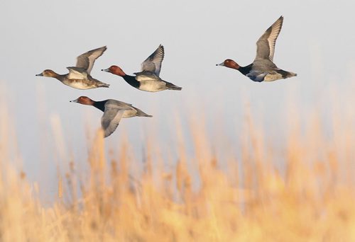 Redhead ducks fly low in Delta Marsh- See Joe and Fred's Delta marsh feature- May 12, 2012   (JOE BRYKSA / WINNIPEG FREE PRESS)