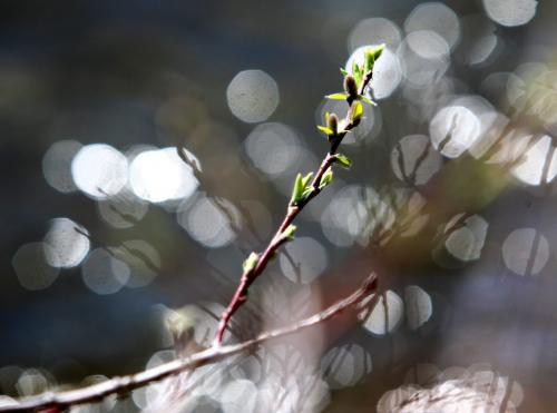 New green buds begin to blossom next to the glistening water in the retention pond at kilcona Park Tuesday afternoon. Standup photos  Photography by Ruth Bonneville Winnipeg Free Press