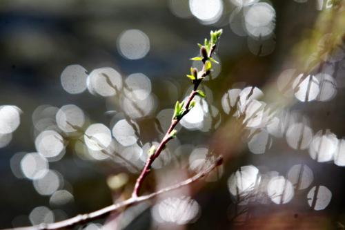 New green buds begin to blossom next to the glistening water in the retention pond at kilcona Park Tuesday afternoon. Standup photos  Photography by Ruth Bonneville Winnipeg Free Press