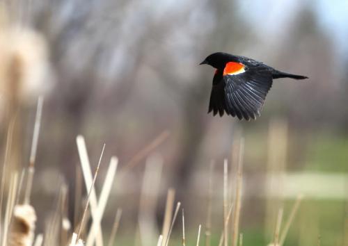 A red winged black bird in flight near Kilcona  Park Tuesday afternoon. Standup photos  Photography by Ruth Bonneville Winnipeg Free Press