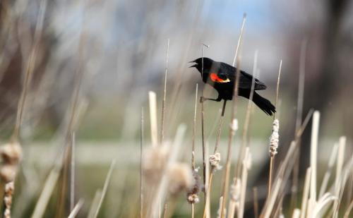 A red winged black bird in flight near Kilcona  Park Tuesday afternoon. Standup photos  Photography by Ruth Bonneville Winnipeg Free Press