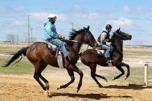 Jerry Pruitt, long-time jockey and  his son Brady train at the Assiniboine Downs track Saturday. See Al Besson's story.  Photography by Ruth Bonneville Winnipeg Free Press