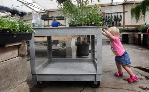 Elizabeth Moffatt turning  two in June helps her grandmother shop for flowers to plant in her garden this weekend at Shelmerdine Greenhouse Thursday morning. Stadup photo   Photography by Ruth Bonneville Winnipeg Free Press