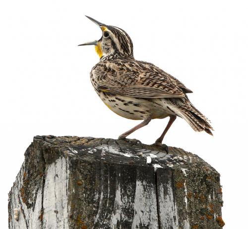 A Western Meadowlark belts out its distinctive prairie song near La Salle, Manitoba Thursday afternoon- They grow 8.5 inches high and feed on insects and berries-Standup Photo- May 16, 2013   (JOE BRYKSA / WINNIPEG FREE PRESS)