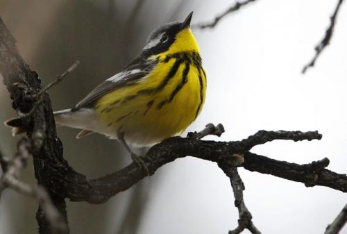 A magnolia warbler sitting in a tree on Churchill Drive, Friday, May 17, 2013. (TREVOR HAGAN/WINNIPEG FREE PRESS)