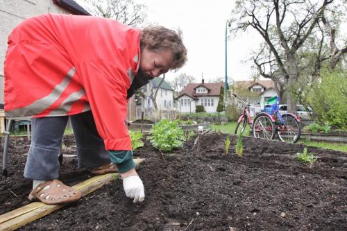 Katherine Peterson plants some sweet peas in her plot at a community garden in the North End of Winnipeg Sunday morning.  130519 May 19, 2013 Mike Deal / Winnipeg Free Press