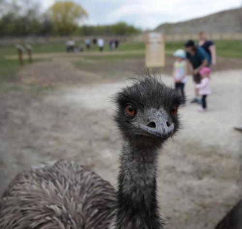 An Emu in the Assiniboine Park Zoos newest permanent seasonal exhibit called the Australian Walkabout and features kangaroos and emus is now open to the public. Australian Walkabout features kangaroos and emus. with  story.  (WAYNE GLOWACKI/WINNIPEG FREE PRESS) Winnipeg Free Press May 24 2013