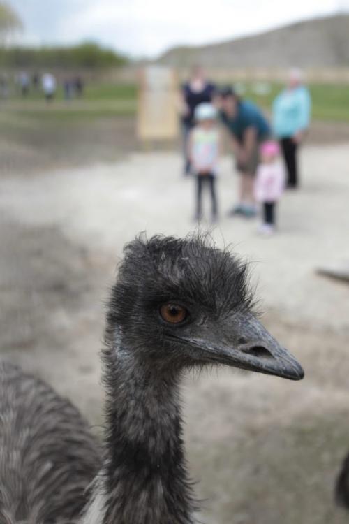 An Emu in the Assiniboine Park Zoos newest permanent seasonal exhibit called the Australian Walkabout and features kangaroos and emus is now open to the public. Australian Walkabout features kangaroos and emus. with  story.  (WAYNE GLOWACKI/WINNIPEG FREE PRESS) Winnipeg Free Press May 24 2013