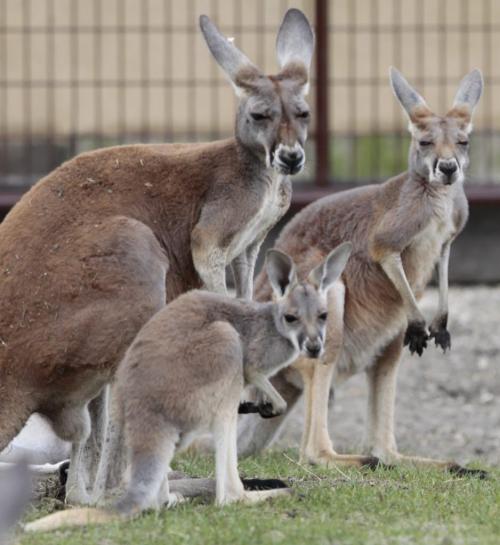Red kangaroos in the Assiniboine Park Zoos newest permanent seasonal exhibit called the Australian Walkabout and features kangaroos and emus is now open to the public. Australian Walkabout features kangaroos and emus. with  story.  (WAYNE GLOWACKI/WINNIPEG FREE PRESS) Winnipeg Free Press May 24 2013