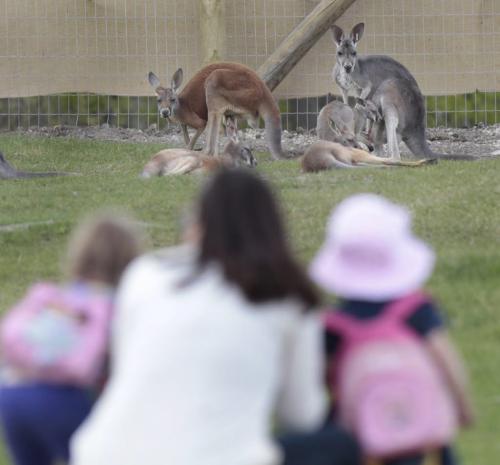 Val Manaigre and her children Emily,4, left and Kennady,2, watch the  Red Kangaroos in the Assiniboine Park Zoos newest permanent seasonal exhibit called the Australian Walkabout and features kangaroos and emus is now open to the public. Australian Walkabout features kangaroos and emus. with  story.  (WAYNE GLOWACKI/WINNIPEG FREE PRESS) Winnipeg Free Press May 24 2013