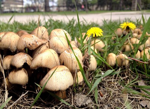 Some mushroom pop up near Vimy Ridge park. The heat has instigated rapid fungi growth in the city. May 27, 2013  BORIS MINKEVICH / WINNIPEG FREE PRESS