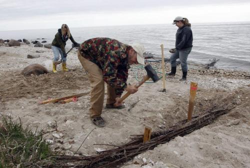 Chris Randall stakes to rebury wilow bundle  previously dug up to show root developmnet , Audrey Gagnon buries  another bundle , and right  Audrey Boitson prepares to dig another trench - Hnausa , just north of Gimli regarding the use of willow brach experiment buried in the  beach sand  that eventually roots and creates a plant barrier to prevent wave  erosion from Lake Winnipeg on cottage properties . KEN GIGLIOTTI / May 27  2013 / WINNIPEG FREE PRESS .