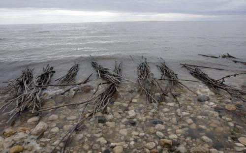 Willow bundles sit in Lake Winnipeg soaking in preparation to be buried in bundles on the shoreline - Hnausa , just north of Gimli regarding the use of willow brach experiment buried in the  beach sand  that eventually roots and creates a plant barrier to prevent wave  erosion from Lake Winnipeg on cottage properties . KEN GIGLIOTTI / May 27  2013 / WINNIPEG FREE PRESS .