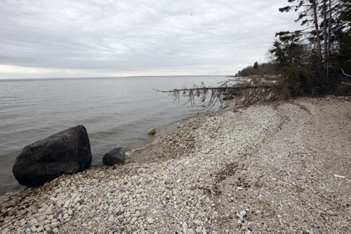 Wave action from Lake Winnipeg is eroding the banks of the lake causing property to disappear  and fell trees along the bank leading to more erosion. Hnausa , just north of Gimli regarding the use of willow brach experiment buried in the  beach sand  that eventually roots and creates a plant barrier to prevent wave  erosion from Lake Winnipeg on cottage properties . KEN GIGLIOTTI / May 27  2013 / WINNIPEG FREE PRESS .