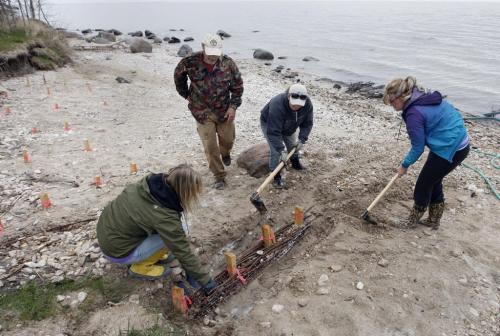 LtoR Audrey Gagon  , Chris  Randall , Audrey Boitson , and Jen Trach  dig trench and lay willow branches  on the beach , staked area left  shows  area  where  branches have been perviously buried to protect the shoreline - Hnausa , just north of Gimli regarding the use of willow brach experiment buried in the  beach sand  that eventually roots and creates a plant barrier to prevent wave  erosion from Lake Winnipeg on cottage properties . KEN GIGLIOTTI / May 27  2013 / WINNIPEG FREE PRESS .