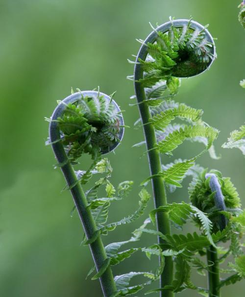 Native fern fiddleheads unroll in the English Garden at Assinboine Park Tuesday- Some people harvest them in the wild as a delicacy- - Standup Photo- May 28, 2013   (JOE BRYKSA / WINNIPEG FREE PRESS)