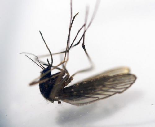 A sample of a mosquito trapped in Winnipeg-Winnipeg's entomologist Taz Stuart, nots pictured, reports that City of Winnipeg residents will see their first mosquitoes hatch in the next 7 days  See Kevin Rollason story- May 28, 2013   (JOE BRYKSA / WINNIPEG FREE PRESS)