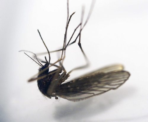 A sample of a mosquito trapped in Winnipeg-Winnipeg's entomologist Taz Stuart, nots pictured, reports that City of Winnipeg residents will see their first mosquitoes hatch in the next 7 days ¾± See Kevin Rollason story- May 28, 2013   (JOE BRYKSA / WINNIPEG FREE PRESS)
