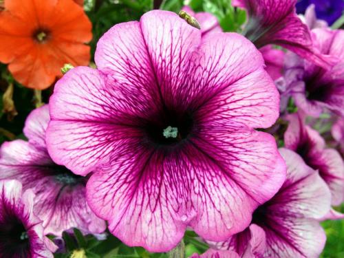 A pretty petunia waits for an owner at Riverside Greenhouses in River Park South Wednesday morning. The Petunia plant has 35 different species and originates from South America. The plant is oddly related to the tobacco and tomato plant. BORIS MINKEVICH / WINNIPEG FREE PRESS. JUNE 29, 2013
