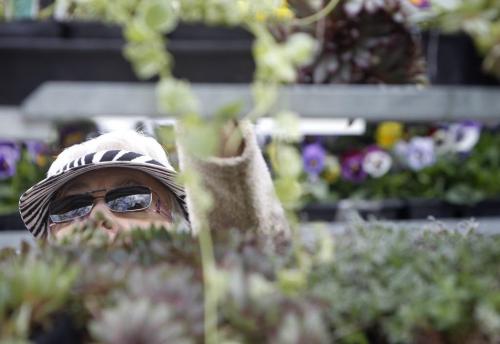 Denise Beley shops for flowers at the Cooks Creek Gardens section during the first day of the St.Norbert Farmers Market, Saturday June 1, 2013. (TREVOR HAGAN/WINNIPEG FREE PRESS)