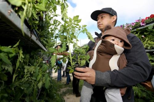 Ulysses Batongbakal and his son Dustin, 9 mo, looking for plants in the Cooks Choice Gardens booth at the St. Norbert Farmers Market on its opening day of the season, Saturday, June 1, 2013.  (TREVOR HAGAN/WINNIPEG FREE PRESS)