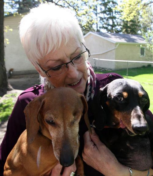 Stony Mountain woman named Judy Smith-Hill who runs a rescue (Before the Bridge Senior K9 rescue) for senior dogs that, for reasons beyond their control, have been left homeless. She holds Abby ( brown) and Titus who are both relinquished weiner dogs - June 03, 2013   (JOE BRYKSA / WINNIPEG FREE PRESS)