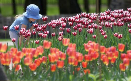 Aunika Hill, 4 yrs- smell the beautiful tulips in the English garden at Assiniboine park Monday with her mom Robyn- not pictured- nearby- Cool temperatures and our late spring have kept the flowers in full bloom into June- June 03, 2013  (JOE BRYKSA / WINNIPEG FREE PRESS)