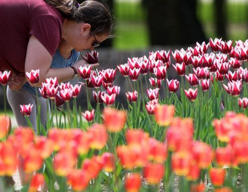 Robyn Hill and daughter Aunika, 4 yrs, rear- smell the beautiful tulips in the English garden at Assiniboine park Monday- Cool temperatures and our late spring have kept the flowers in full bloom into June- June 03, 2013  (JOE BRYKSA / WINNIPEG FREE PRESS)