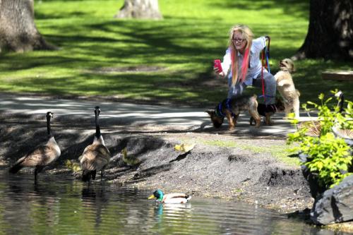 Brittany Bancroft pauses for a moment to snap a hot of some goslings and their parents in St. Vital Park Monday. May 31, 2013  BORIS MINKEVICH / WINNIPEG FREE PRESS
