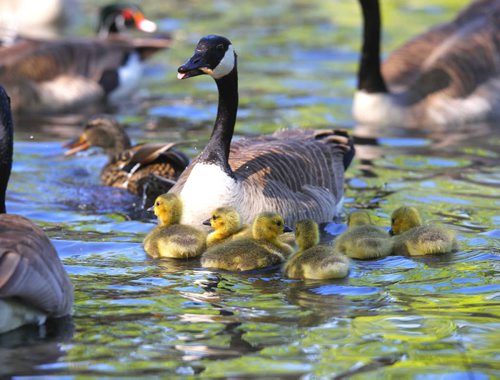 Some goslings follow their mom at St. Vital Park pond. June 3, 2013  BORIS MINKEVICH / WINNIPEG FREE PRESS