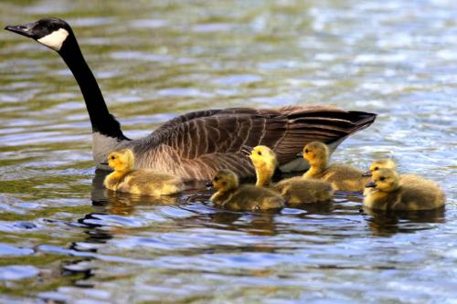 Some goslings follow their mom at St. Vital Park pond. June 3, 2013  BORIS MINKEVICH / WINNIPEG FREE PRESS