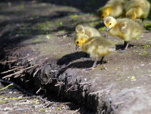 WEY YOU GO FIRST, NO YOU GO FIRST. Some goslings pause at a little cliff as they follow their mom into St. Vital Park pond. June 3, 2013  BORIS MINKEVICH / WINNIPEG FREE PRESS