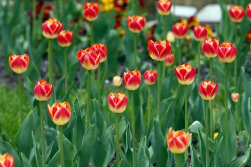 Stdup -Tulips in bloom at Assiniboine Parks  English Garden  - KEN GIGLIOTTI / JUNE 3 2013 / WINNIPEG FREE PRESS