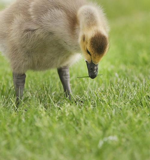 Got One-A young gosling grabs a small piece of grass in  Terracon Business park near Dugald Road in Winnipeg Monday- June 03, 2013   (JOE BRYKSA / WINNIPEG FREE PRESS)
